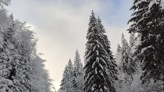 Зима в Карпатах (Яремче, Багрівець) | Winter in the Carpathians (Yaremche, Bagrivets)
