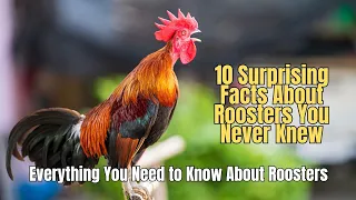 🐔10 Surprising Facts About Rooster You Never Knew 🐓 What Does a Rooster Look Like?