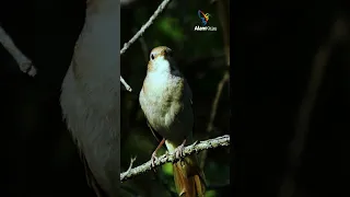 TEMBAKAN SUPER MANTAP SIKATAN LONDO GACOR DI HUTAN | Common Nightingale #shorts #short