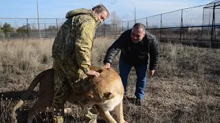 ДОЛГОЖДАННАЯ  ВСТРЕЧА ! Львица Лола и доктор Карен !