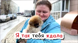 Spitz puppy Lyalya went to a new family