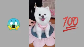 Baby Dogs - Cute and Funny Dog Videos Compilation #34 | Aww Beast