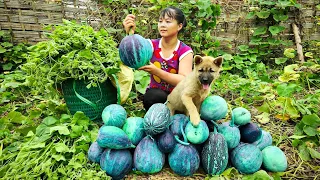 Harvesting Pumpkin and Pumpkin Flower Goes To Market Sell - Daily farm | New Free Bushcraft