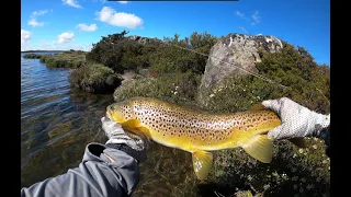 Stalking Huge Trout - Western Lakes, Tasmania