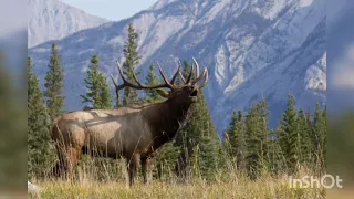 Elk Bugle is the most beautiful sound