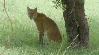 bobcat and kitten hunting