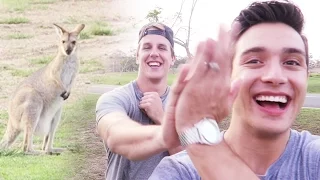 AMERICANS SEE KANGAROOS FOR THE 1ST TIME