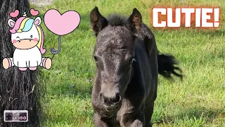 Peach is a cutie, first time outside! | Make a fence... | Friesian Horses