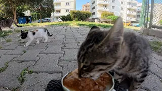 SHY KITTEN FINALLY MANAGES TO EAT 🙀