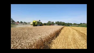 Żniwa 2020 Claas Dominator 48s| МТЗ 82