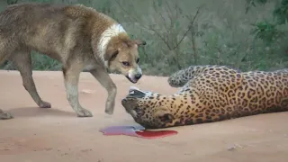 This Leopard Messed With the Wrong Dog