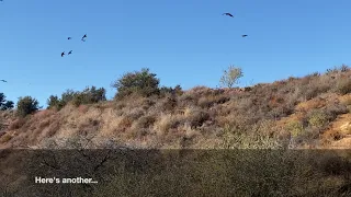 Neat raven bird sounds