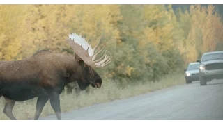 The Road Less Travelled, Yukon Episode 1- a wildlife photographer’s journey on the Dempster highway.