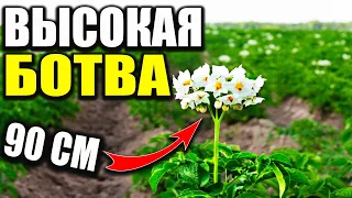 Очень ВЫСОКАЯ ботва картофеля! Посадка картофеля! Лучший способ!