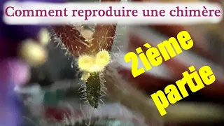 Comment reproduire une chimère de violette africaine (partie 2)