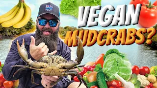 CATCHING MUDCRABS with VEGETABLES as BAIT - MUD CRAB BAIT CHALLENGE #mudcrab #skidpig #giantmudcrab