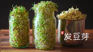 发豆芽 (瓶装法)  Sprouting in a Jar