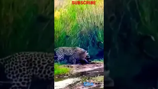 Otter Attack Jaguar - Dramatic Confrontation Between Hunter And 1 Powerful Otters jaguar attack