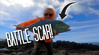 OMILU (Bluefin Trevally) OFF THE ROCKS In Hawaii! - (WOUNDED WARRIOR!)