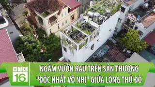 Ngắm vườn rau, vườn cây trên sân thượng "độc nhất vô nhị" giữa lòng thủ đô | VTC16