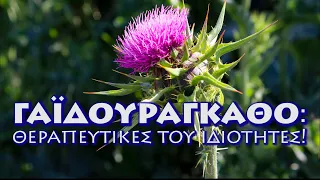 Γαϊδουράγκαθο! Οι θεραπευτικές του ιδιότητες! 1 Βίντεο.