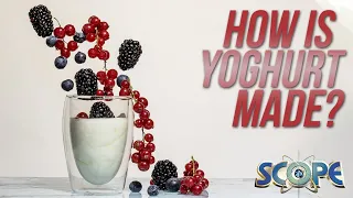 How Is Yoghurt Made?