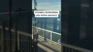 İSTANBUL BOĞAZ KÖPRÜSÜNDE DEV KÖPEK BALIGI