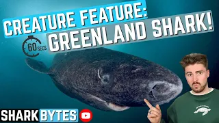 Creature Feature: Greenland Shark!