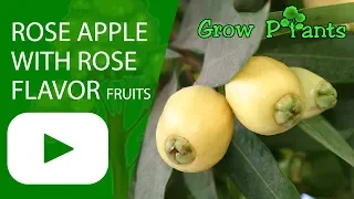 Rose apple tree with amazing Rose flavor fruits (Syzygium jambos)