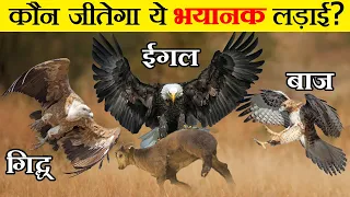 क्या होगा जब लड़ेंगे आसमान के 3 महादानव | Eagle vs Hawk vs Vulture Fight | कौन है सबसे खतरनाक?