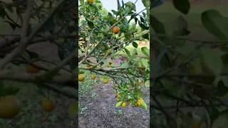 A lot of Orange in Florida