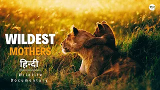 Wildest Mothers - हिन्दी डॉक्यूमेंट्री, Africa | Wildlife documentary in Hindi