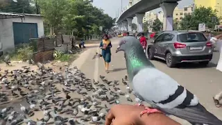 My play with pigeons on hyderabad