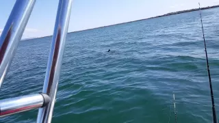 4m white pointer infront of pt augusta power house