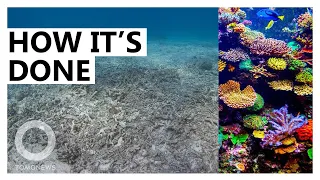 How China is Destroying the World's Coral Reefs