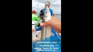 PESCA PEJERREY LAGUNA CUERO DE ZORRO