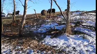 Wild boar hunting in Saskatchewan 2021