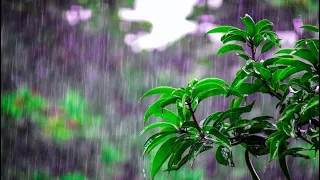 🌧️☔️  Rain ...Rain - Sergei Grischuk