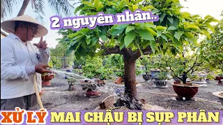 Cây mai bị sụp phân : ĐỪNG SỢ! 2 nguyên nhân thường gặp và cách xử lý an toàn nhất ở vườn mai Út Đực