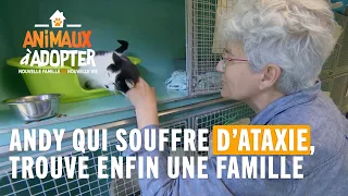 Andy qui souffre d'ataxie, trouve enfin une famille ! - Animaux à Adopter