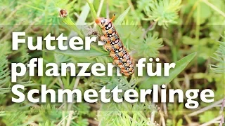 Schmetterlinge im Garten bzw. ihre Futterpflanzen