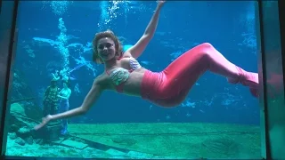 WEEKI WACHEE MERMAIDS share secrets to working underwater - WildTravelsTV.com