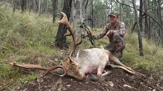 Quick hunt after work (bowhunting the rut Australia)