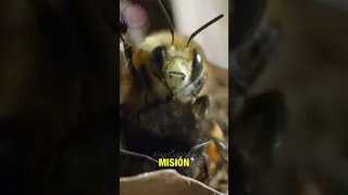 La Triste Vida De Las Abejas | Zánganos #shorts #abejas #triste