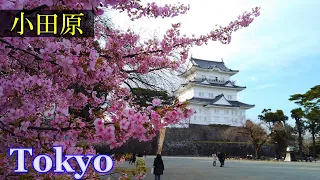 小田原城　Tokyo Walking 🌞 Odawara　Castle Area　　Japan🎧High Quality Binaural　御幸の浜・本町　（小田原市）　睡眠用・東京散歩