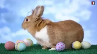 Easter: Why We Celebrate Jesus’ Resurrection With Eggs And Bunnies | 1MinuteDoc