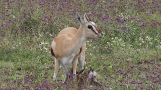 Traumatic birth of Thomson's gazelle in Ngorongoro Crater, Tanzania.