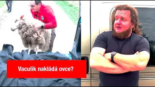 Vaculík nakládá ovce?