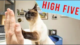 Siamese Cat shows off high five and other tricks