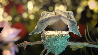 Hummingbird's hovering | birds 4k